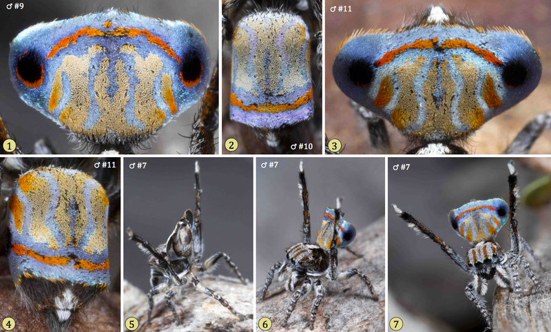 A male M. australis. In the last three images, the spider is dancing for a mate. Image: Jürgen Otto